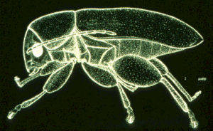 Protea Flea Beetle