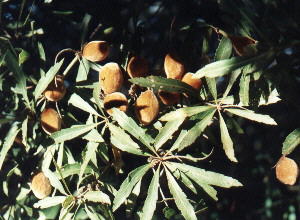 Wild Almond - Photo: NBI Collection