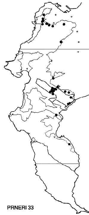 Protea neriifolia Distribution