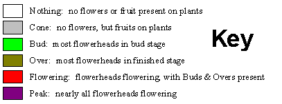 Flowering Graphic