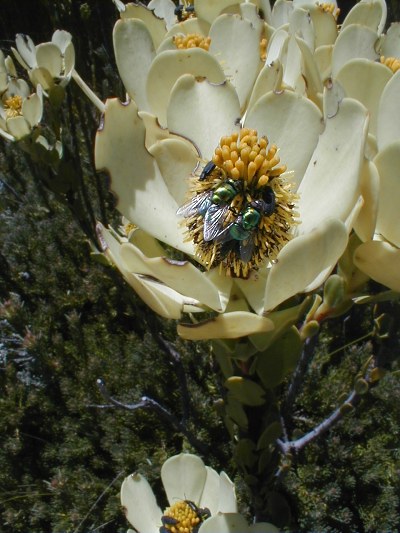 Pollinators on Climax Conebush - Photo: Nigel Forshaw