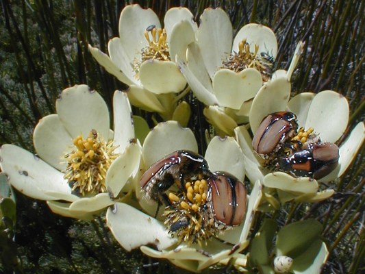 Pollinators on Climax Conebush - Photo: Nigel Forshaw