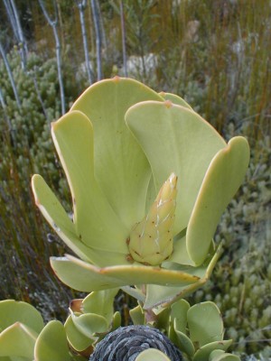 Female bud - Photo: Nigel Forshaw