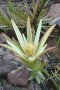Leucadendron diemontianum - Photo: Nigel Forshaw