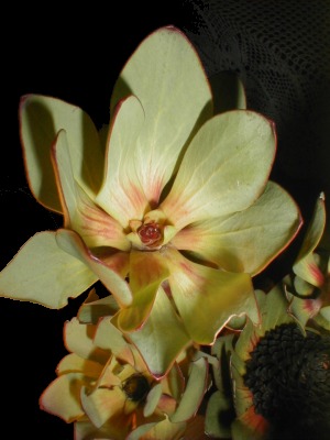 Leucadendron elimense nova? - Photo: Nigel Forshaw