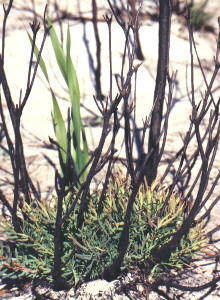 Resprouting Leucadendron salignum - Photo: NBI Collection