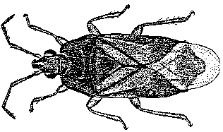 Minute Pirate Bug - Drawing: John Rainbird