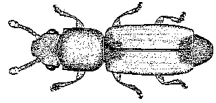 Rhizophagid Beetle - Drawing: John Rainbird