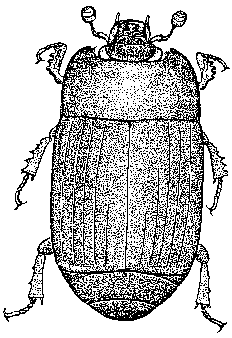 Hister Beetle - Drawing: John Rainbird