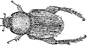 Monkey Beetle - Drawing: John Rainbird