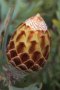 Large-nut Sugarbush - Photo: Nick Helme