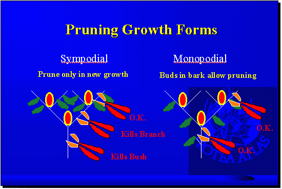 Pruning Growth Forms