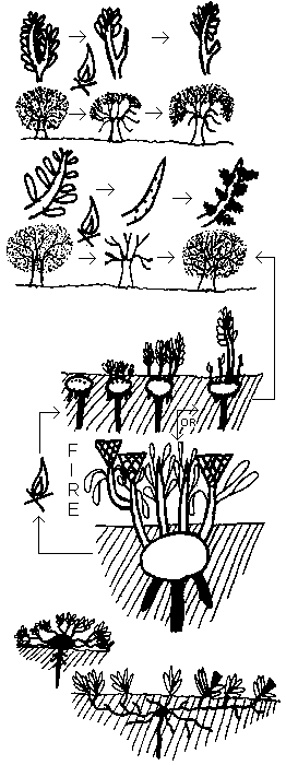 Plant Resprouting Cycle
