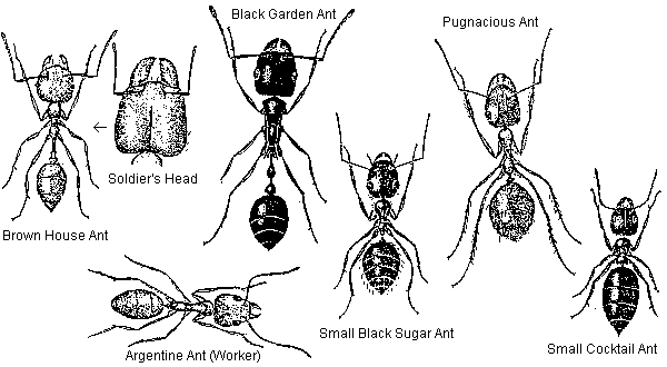Types of Ants - Drawing: Peter Slingsby