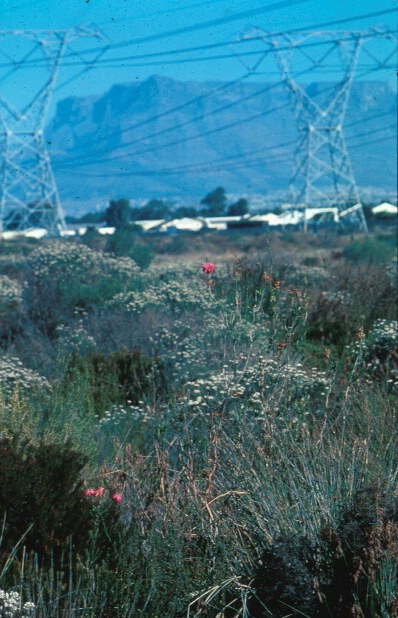  Plattekloof Natural Heritage Site where ESCOM mowed down one of the last stands of Fynbos - Photo: NBI Collection