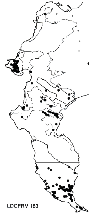 Leucadendron coniferum Distribution