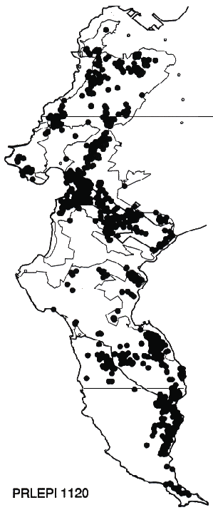 Protea lepidocarpodendron Distribution