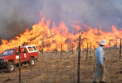 Fynbos Depends on Fire - Photo: Tony Rebelo