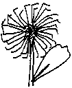 Catherine Wheel Pincushion - Leucospermum catherinae