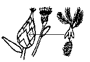 Spinningtop Conebush - Leucadendron rubrum