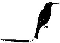 Gurney's Sugarbird - Promerops gurneyi