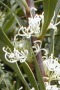 Hakea salicifolia - Photo: Nigel Forshaw