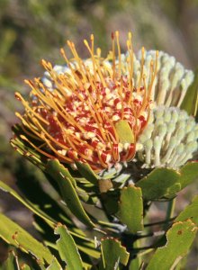 Oudtshoorn Pincushion - Photo: David Osborne