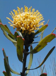 Albertinia Pincushion - Photo: Nigel Forshaw