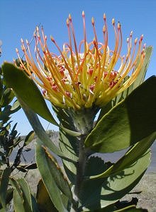 Mossel Bay Pincushion - Photo: Nigel Forshaw