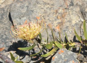 Piketberg Pincushion - Photo: Nick Helme