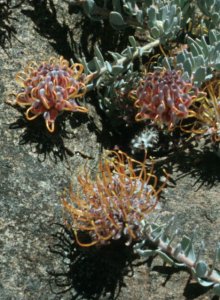 Cederberg Pincushion - Photo: Chris Berens