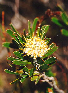 Limestone Pincushion - Photo: Nigel Forshaw