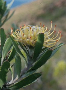 Breede River Pincushion - Photo: Chris Berens