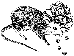 Cape Spiney Mouse