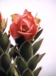 Marsh Rose - Photo: Nigel Forshaw