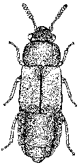 Rove Beetle - Drawing: John Rainbird