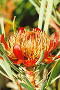 Protea acuminata - Photo: Nigel Forshaw