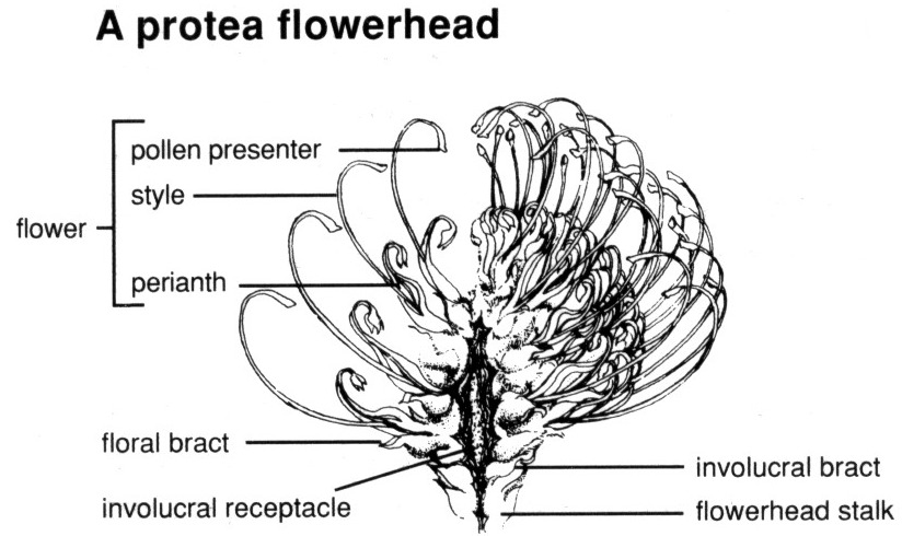 Flowerhead - Drawing: Copyright SASOL Proteas