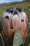 Protea laurifolia - Photo: Nigel Forshaw