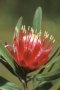 Protea micans trichophylla - Photo: Mervyn Lotter