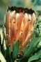 Protea neriifolia - Photo: NBI Collection
