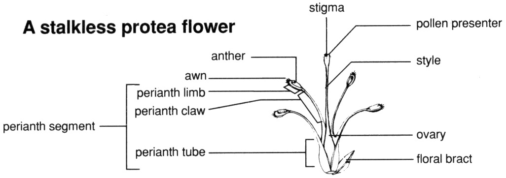 Flower - Drawing: Copyright SASOL Proteas