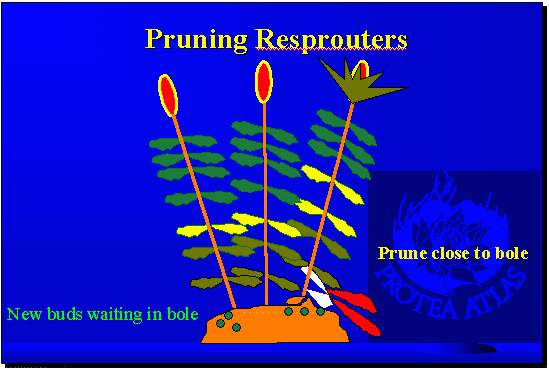Pruning Resprouters