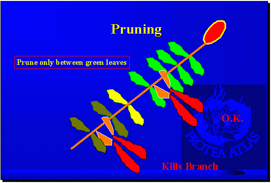 Pruning Reseeders
