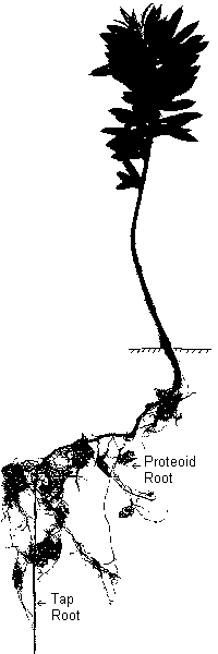 Proteoid and Tap Roots