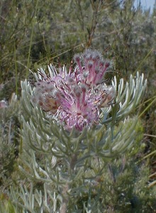 Shiny Spiderhead - Photo: Nigel Forshaw