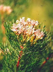 Common Pin Spiderhead - Photo: Nigel Forshaw